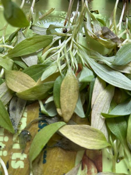 Plants almost dead
