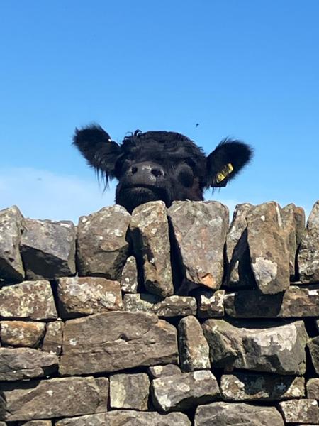 Great location,  we loved the neighbours
