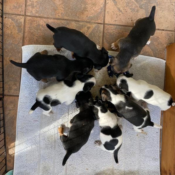 Premium Puppy 3kg