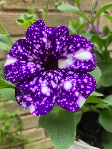 Petunia Night Sky