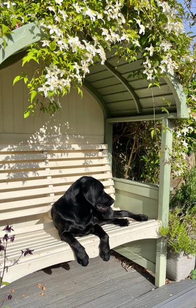 Lily's Kitchen - Chicken & Duck Dry Dog Food - Natural Dry Dog Food - Grain Free Recipe - 1kg to 12kg
