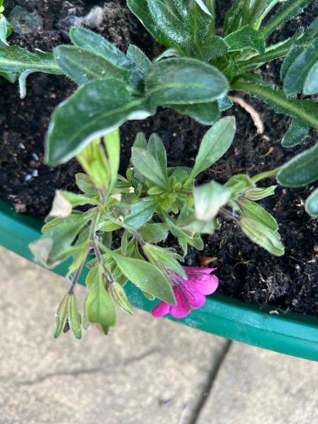 Poor plants