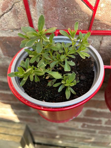 Poor plants