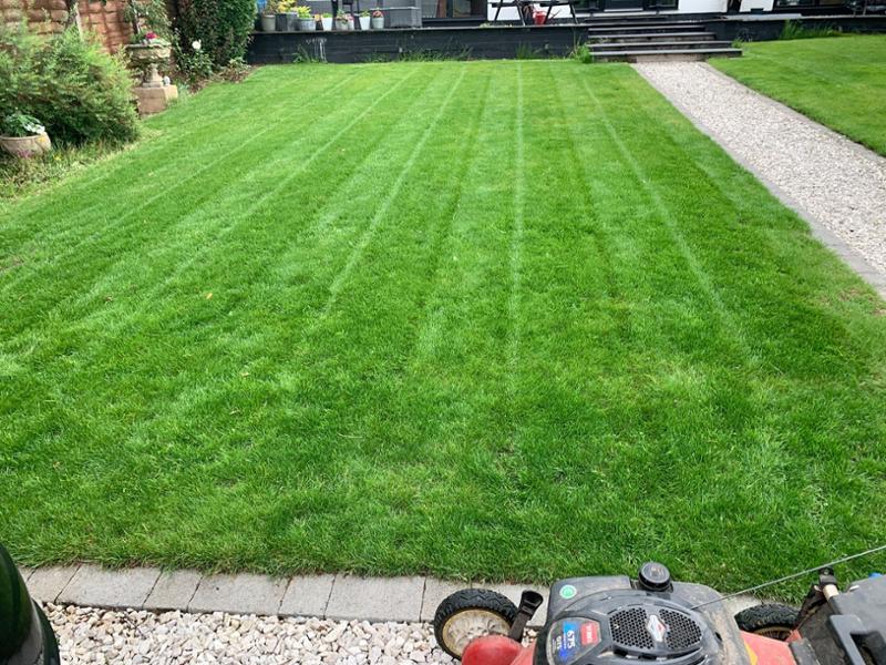 Lush Green Lawn in just a few days