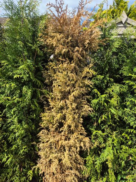 Massive Thuja Plicanta