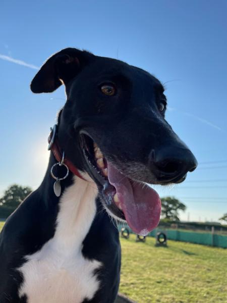 Supadog Greyhound & Lurcher with Chicken