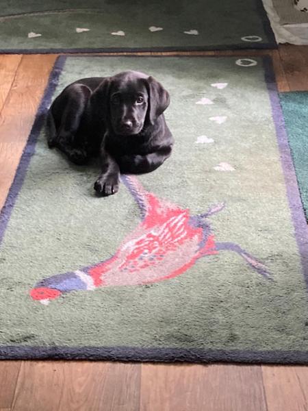 Hug Rug Pheasant 2 Green Runner Rug 65 x 150cm