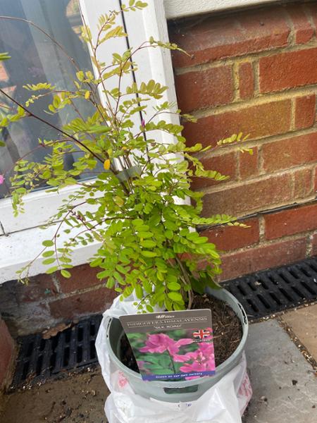 Indigofera himalayensis Silk Road 3L