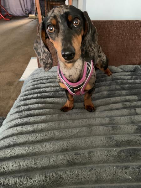 Dog Harness with Reflective Strip in Pink - Large