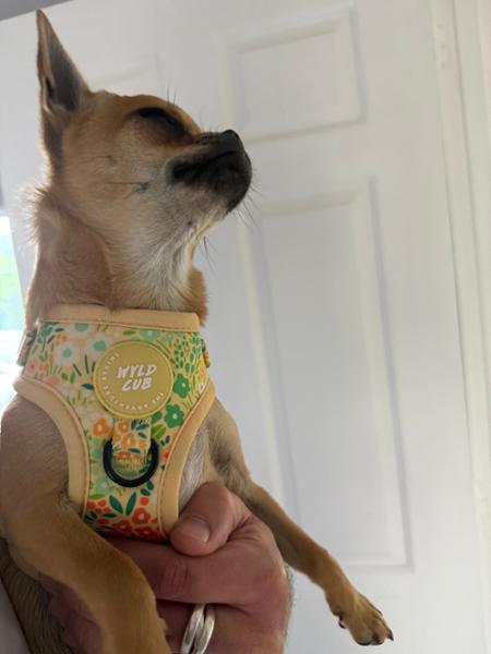 Adjustable Dog Harness: Notting Hill Lemongrass