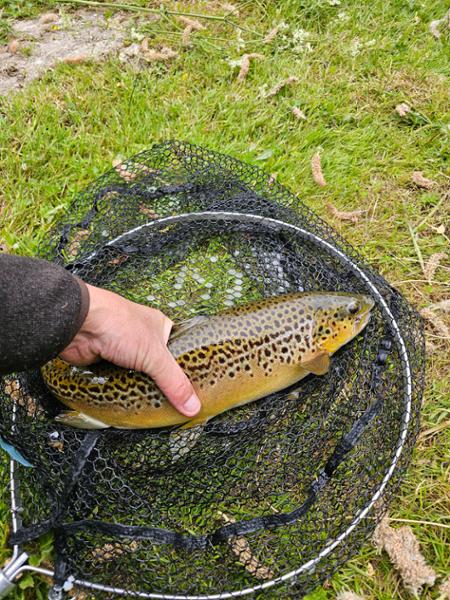 Sharpe's Replacement Rubber Mesh Net Bag
