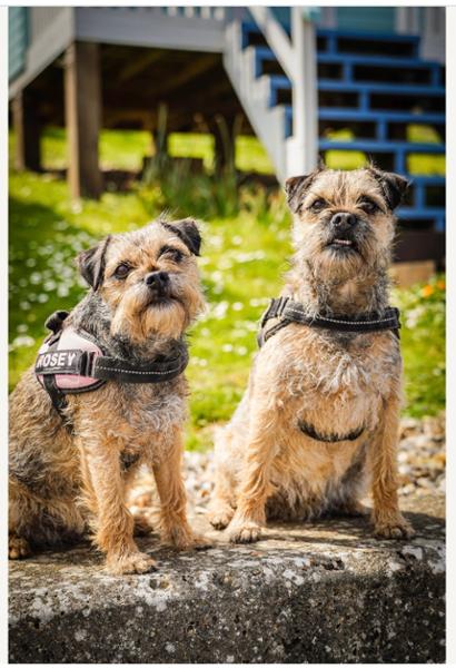 MORE Digestion Chicken All Breed Dog Dry Food