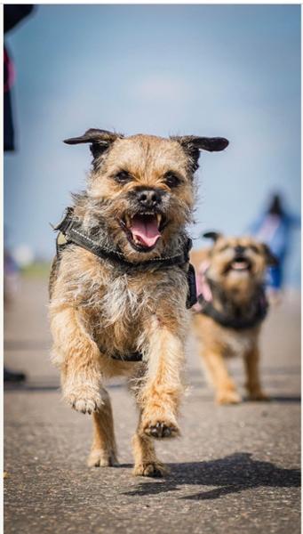 MORE Digestion Chicken All Breed Dog Dry Food