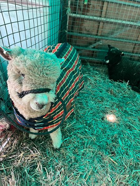 Animac Travel & Show Sheep Coat - Dark Check-Small