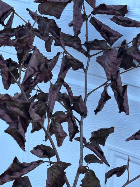Very good source for high quality beech hedge plants