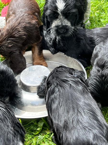 Puppy bowls empty every time
