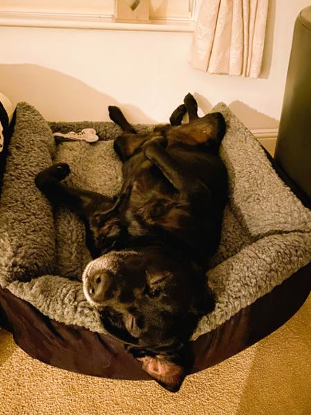 Senior Gold 7+ Pet Bed Cosy Grey (Large Cosy 86x86cm )