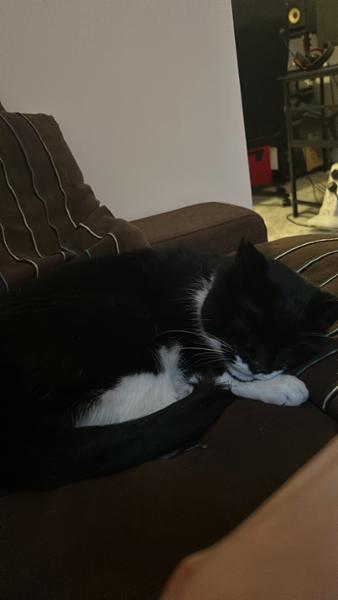 Easy direct payment to vet