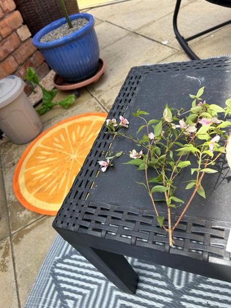 Bitterly disappointed of the quality of the plant and careless packing