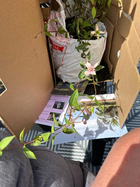 Bitterly disappointed of the quality of the plant and careless packing