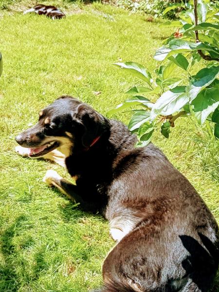 Dog loves it, great product