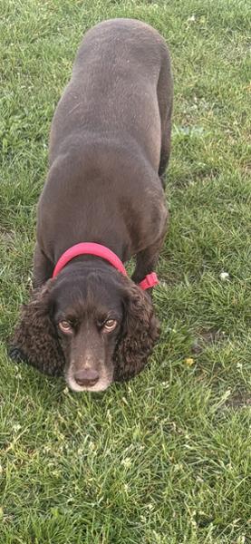 Working Dog Turkey