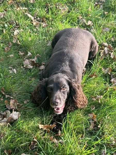 Working Dog Turkey