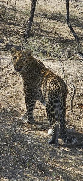 5167-2 for 1 South Africa