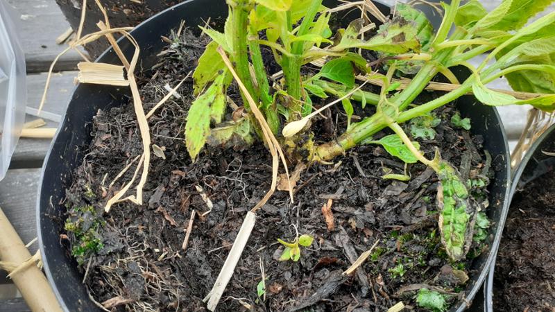 Disappointed. Plants were healthy but damaged due to poor packaging