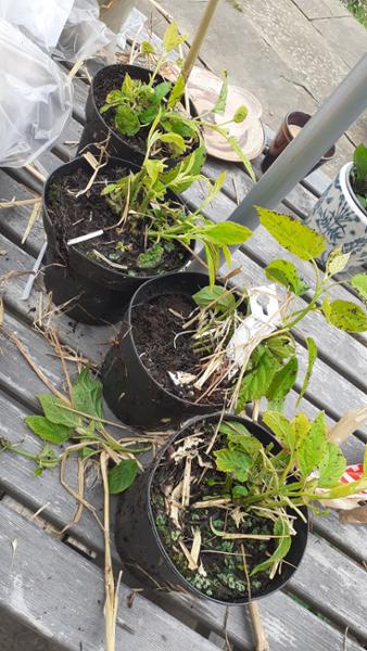 Disappointed. Plants were healthy but damaged due to poor packaging
