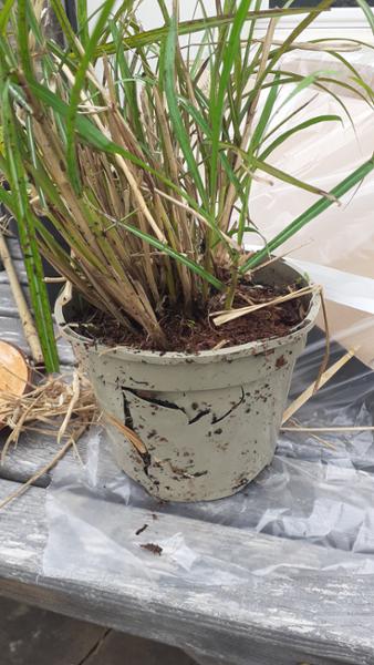 Disappointed. Plants were healthy but damaged due to poor packaging