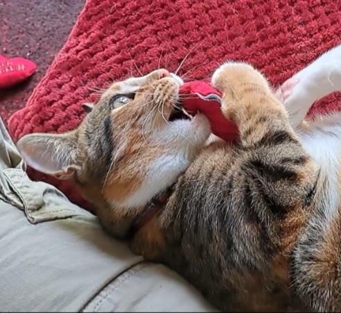 King Catnip Heart Cat Toy