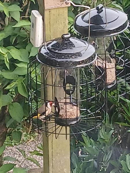 Brussels seed feeder excellent value for money.