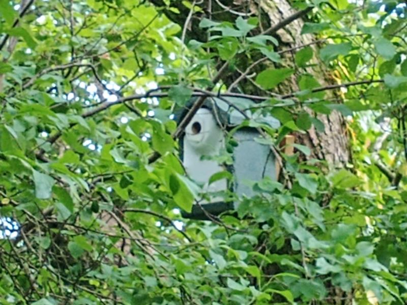 Good quality bird boxes