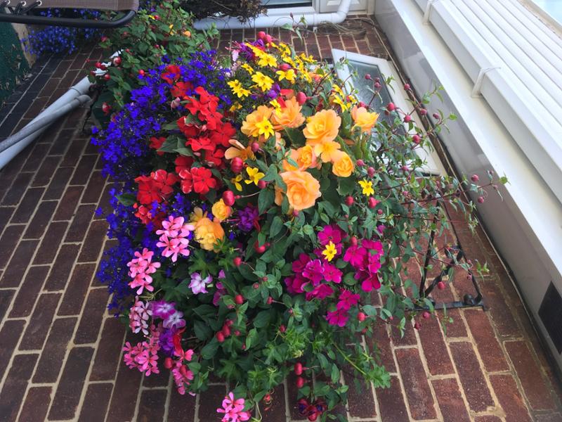 1.5kg Flower Power Premium Plant Food - Richard Jackson Garden
