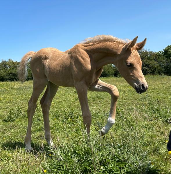 Excellent for all breeding stock