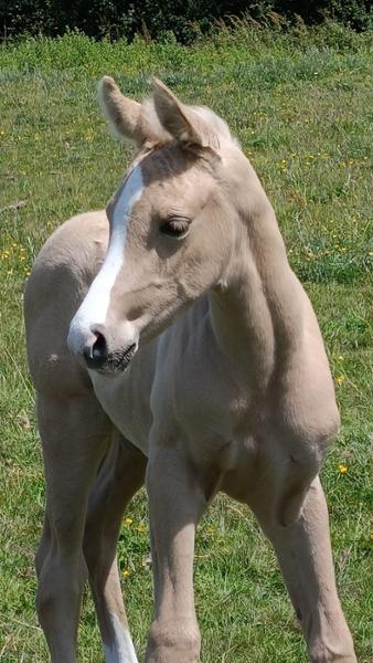 Excellent for all breeding stock