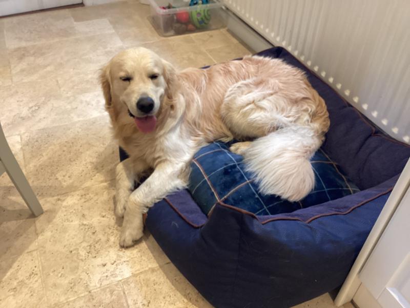 Hythe Orthopaedic Walled Dog Bed - Dusk - Large - Replacement Cover - George Barclay