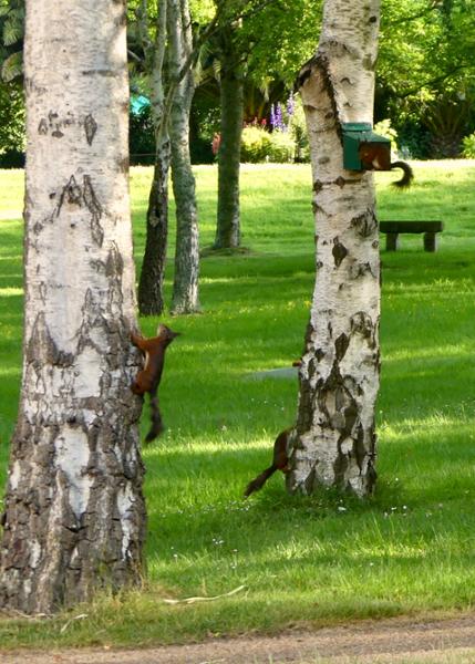 Metal Squirrel Feeder XXL