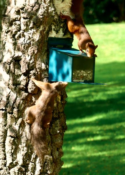 Metal Squirrel Feeder XXL