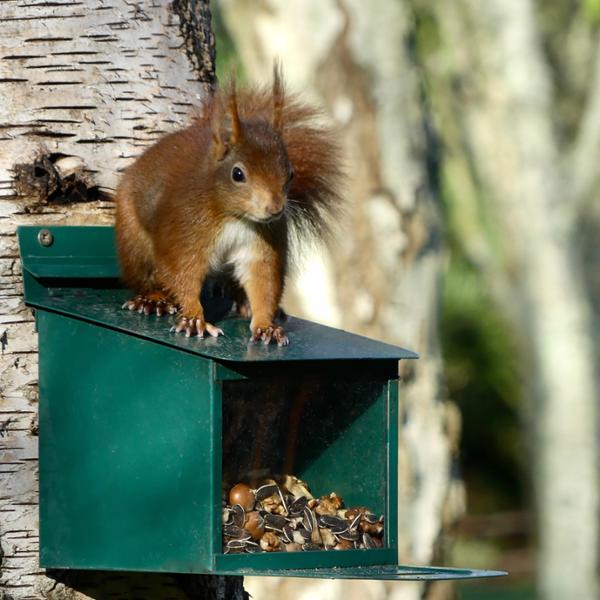 Metal Squirrel Feeder XXL