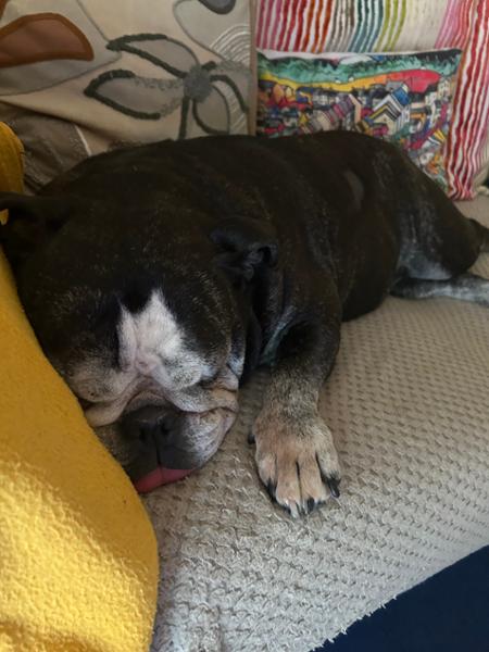 Dry dog food for joint care