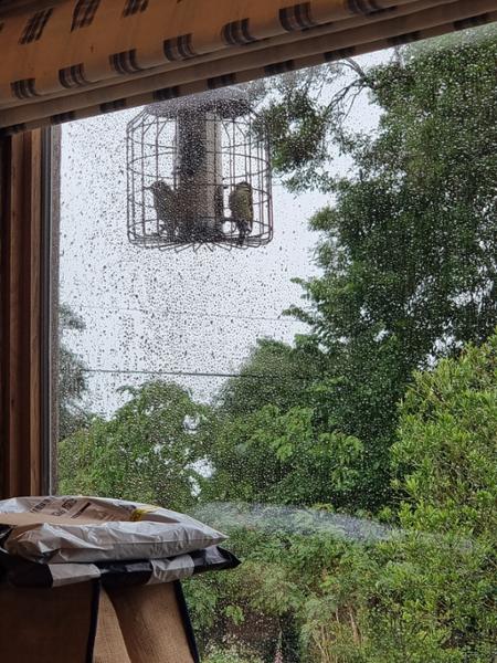 Bird Feeder