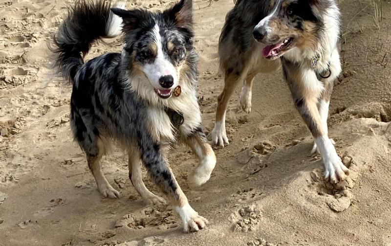 ProDog Complete subscription
