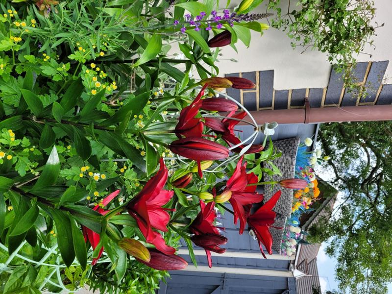 1.5kg Flower Power Premium Plant Food - Richard Jackson Garden