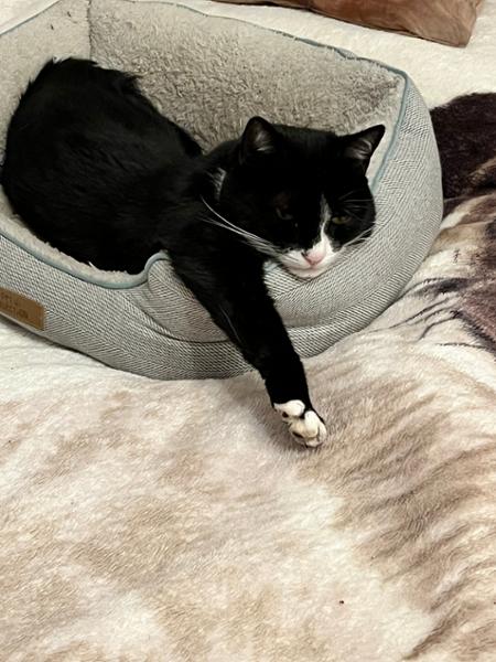 Dry Cat Food | 1.5kg | Hypoallergenic | Salmon and Herring | Grain Free & Natural Ingredients | Vet Recommended | Purr and Miaow