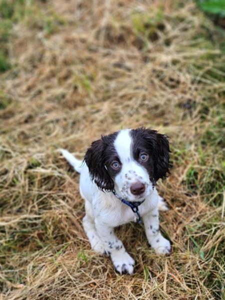 Quail Softies For Dogs