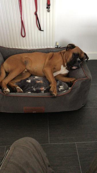 Beckley Orthopaedic Walled Dog Bed - Anthracite/Cloud - Large - Bed with Orthopaedic - Blended Memory Foam Particles - George Barclay