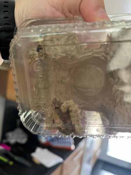 Silkworms came mostly dead and no redund