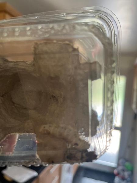 Silkworms came mostly dead and no redund